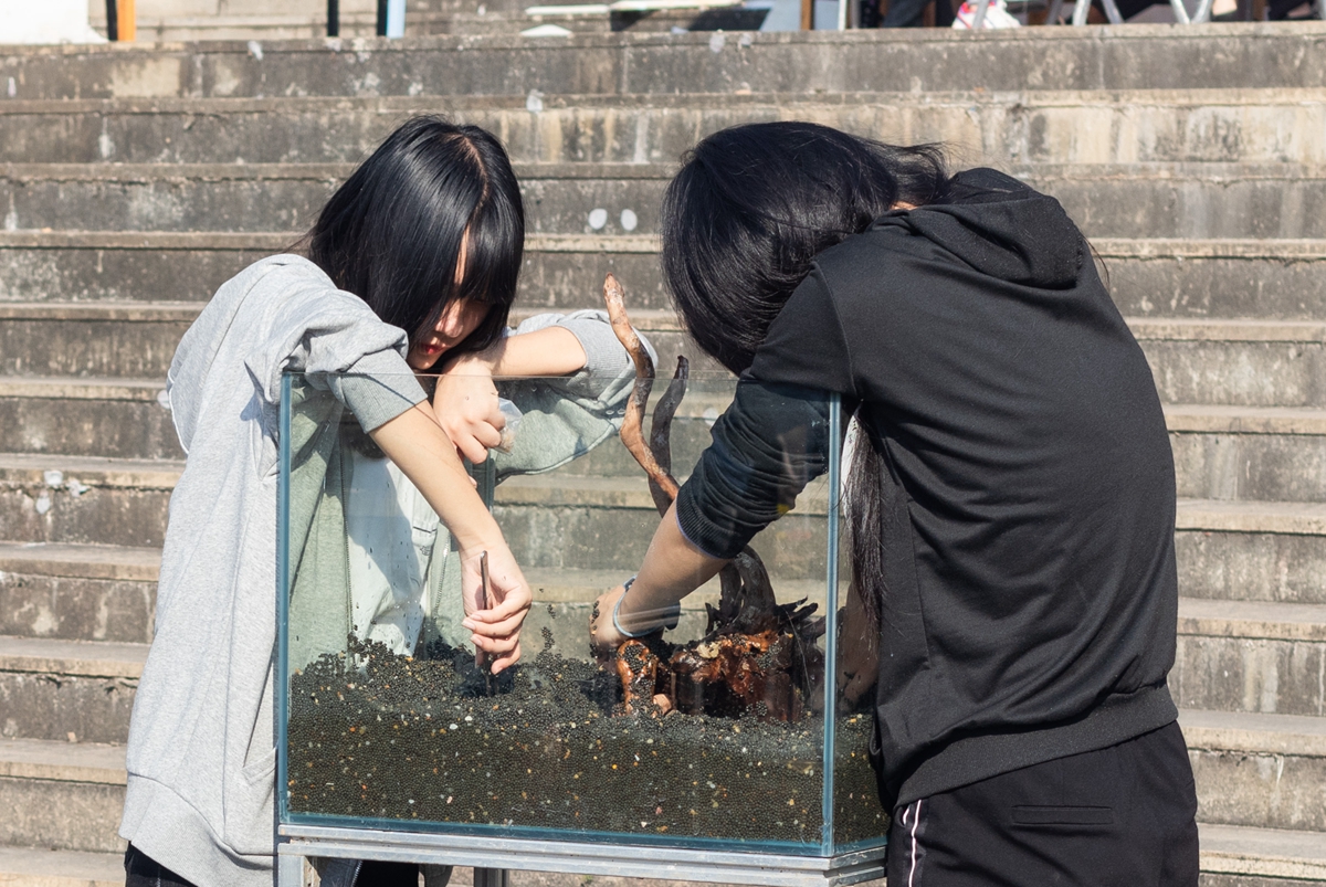 365英国上市公司同学共同协作进行水族造景大赛（学通社记者 吴奕彤 摄）